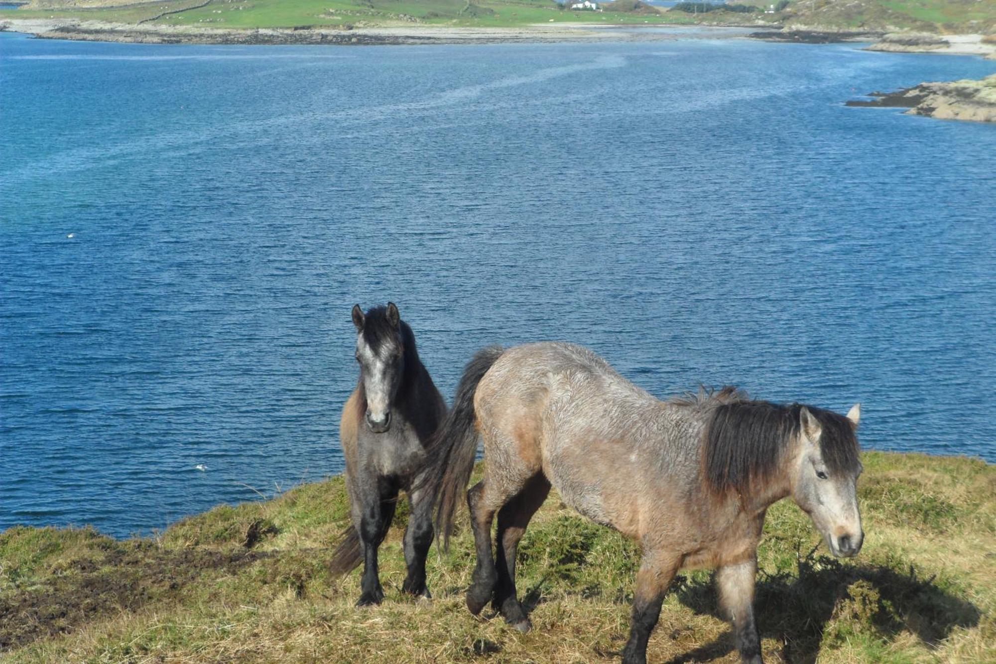 Rockmount House B&B Clifden Exteriör bild